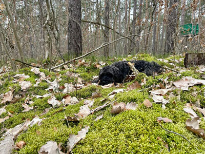 Dogwalking in Berlin - Nice and soft in the moss